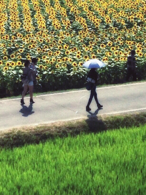 夏の日