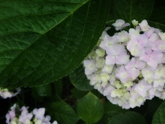 紫陽花