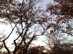 桜の紅葉
