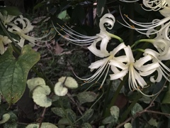 白い彼岸花