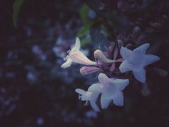 帰り道の花