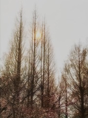 桜も