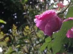 The Rose