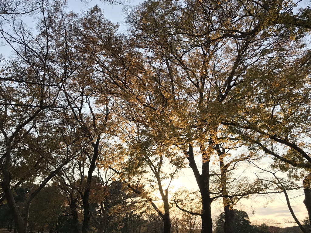 夕陽の中の木