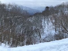 雪と木と