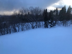 雪と木と空