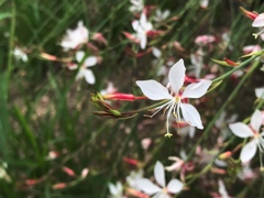 白蝶草