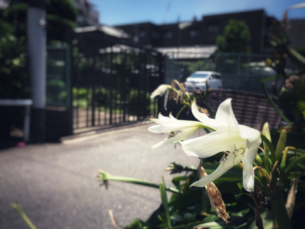白百合の花