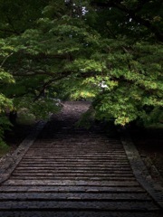 緑の階段