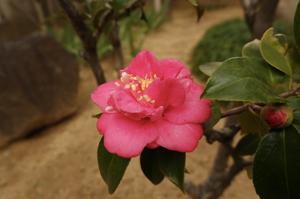 山茶花