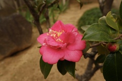 山茶花