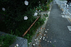 見送る声