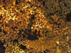黄色の紅葉と赤いのと