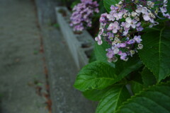 終わりかけの紫陽花