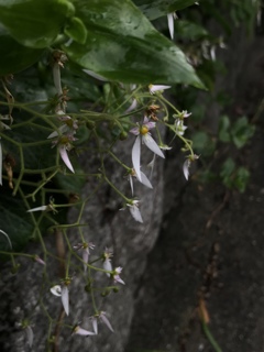 ユキノシタ