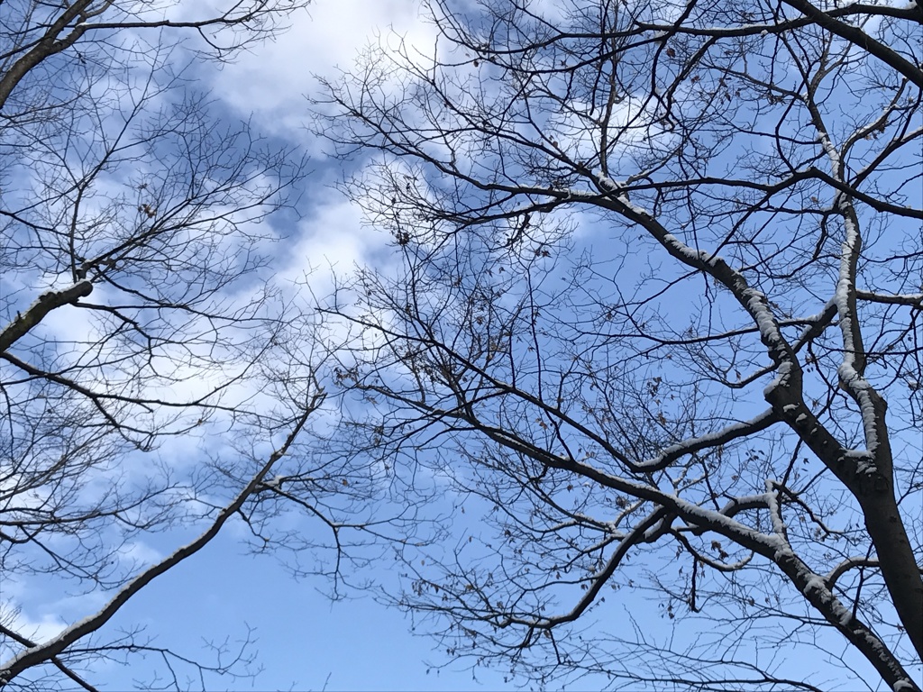 冬木立