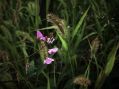 萩の花
