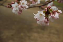 雨粒のおまけ付き