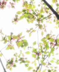 ハナミズキ