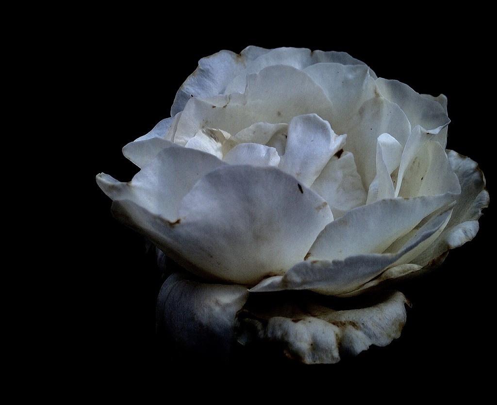 薔薇