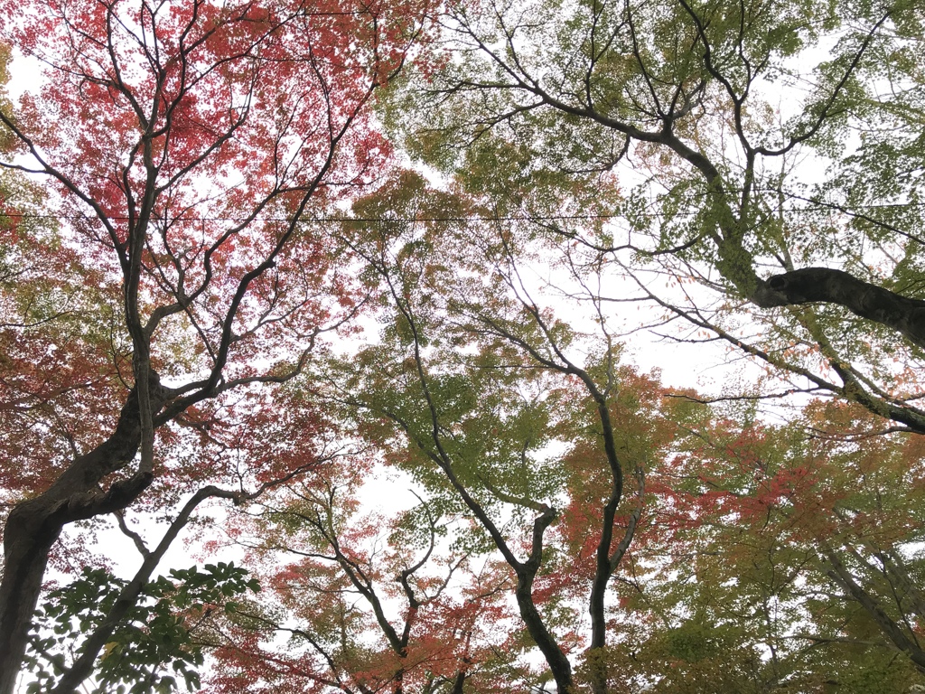 紅葉