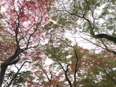 紅葉