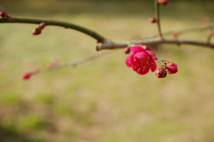 灯るように…