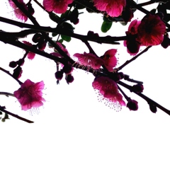 節分