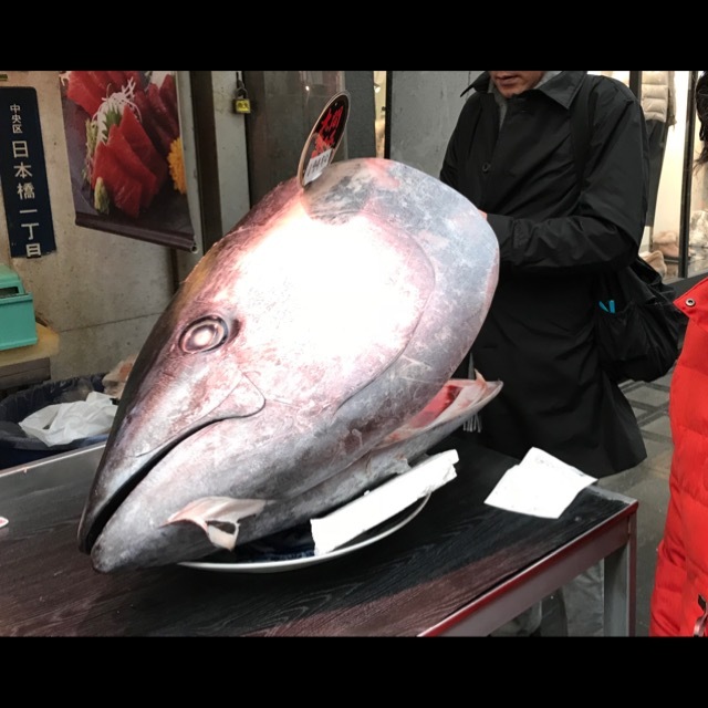 194キロのマグロのお頭