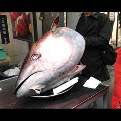 194キロのマグロのお頭