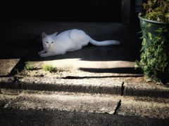 ひねもすのたりのたりかな