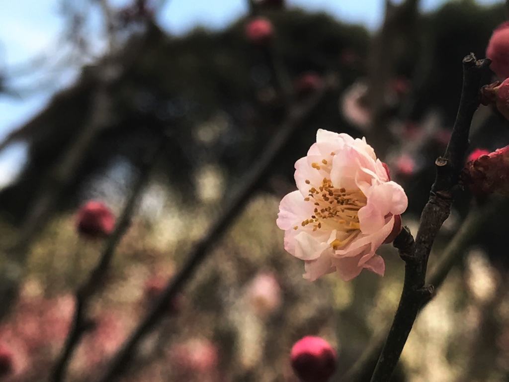 梅の花