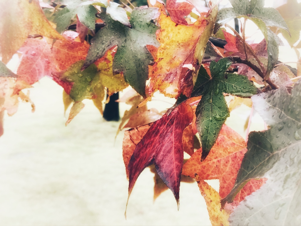 紅葉