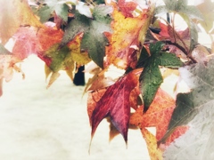 紅葉