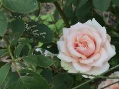 夏の薔薇