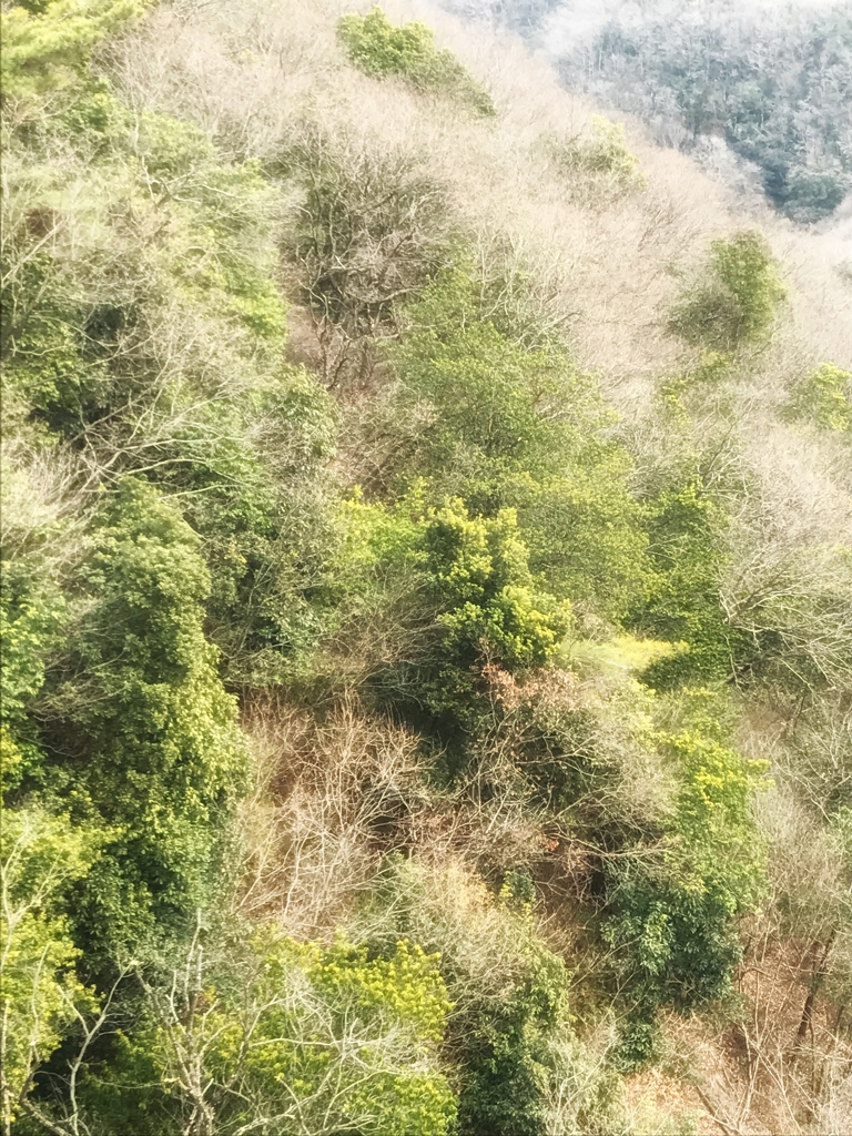 木が沢山（｡ӧ◡ӧ｡）