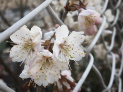 桜は桜