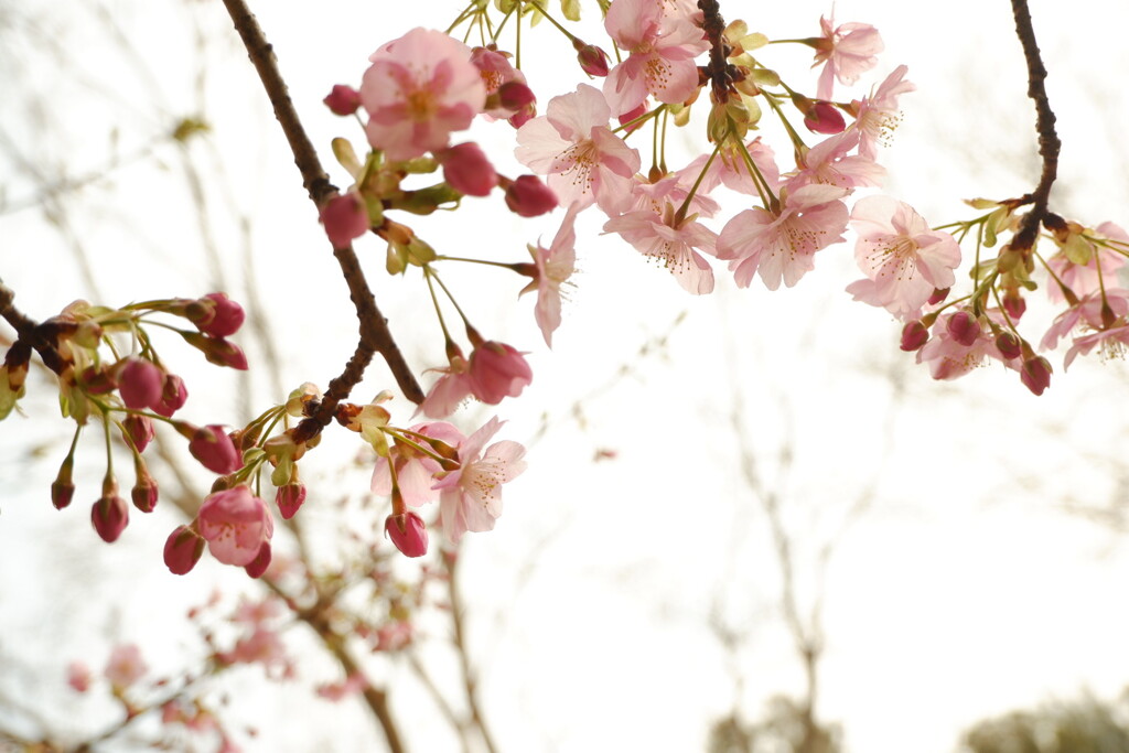 河津桜
