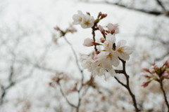 桜色