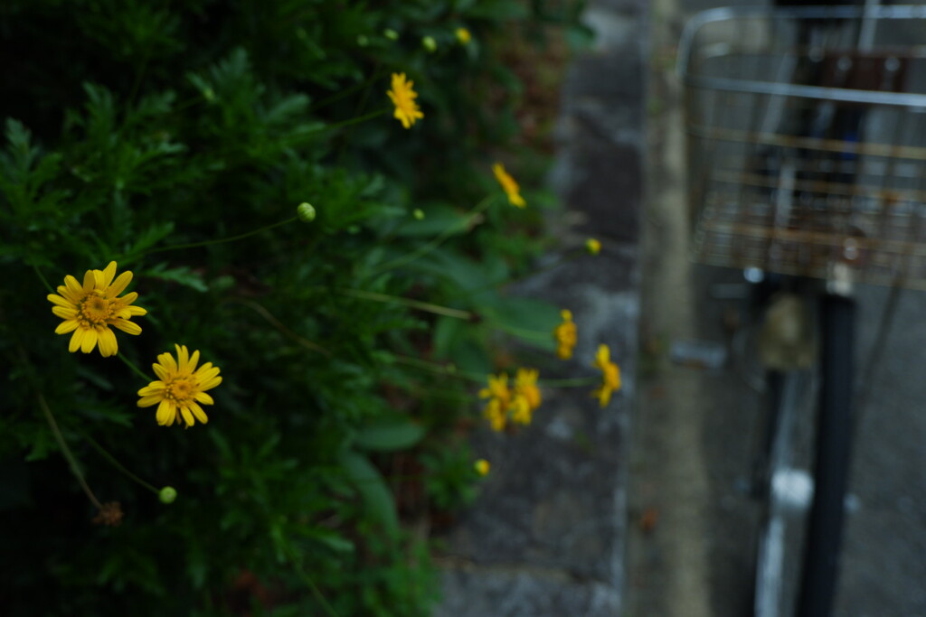 自転車と。