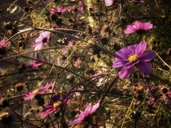 秋桜