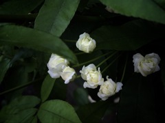 色