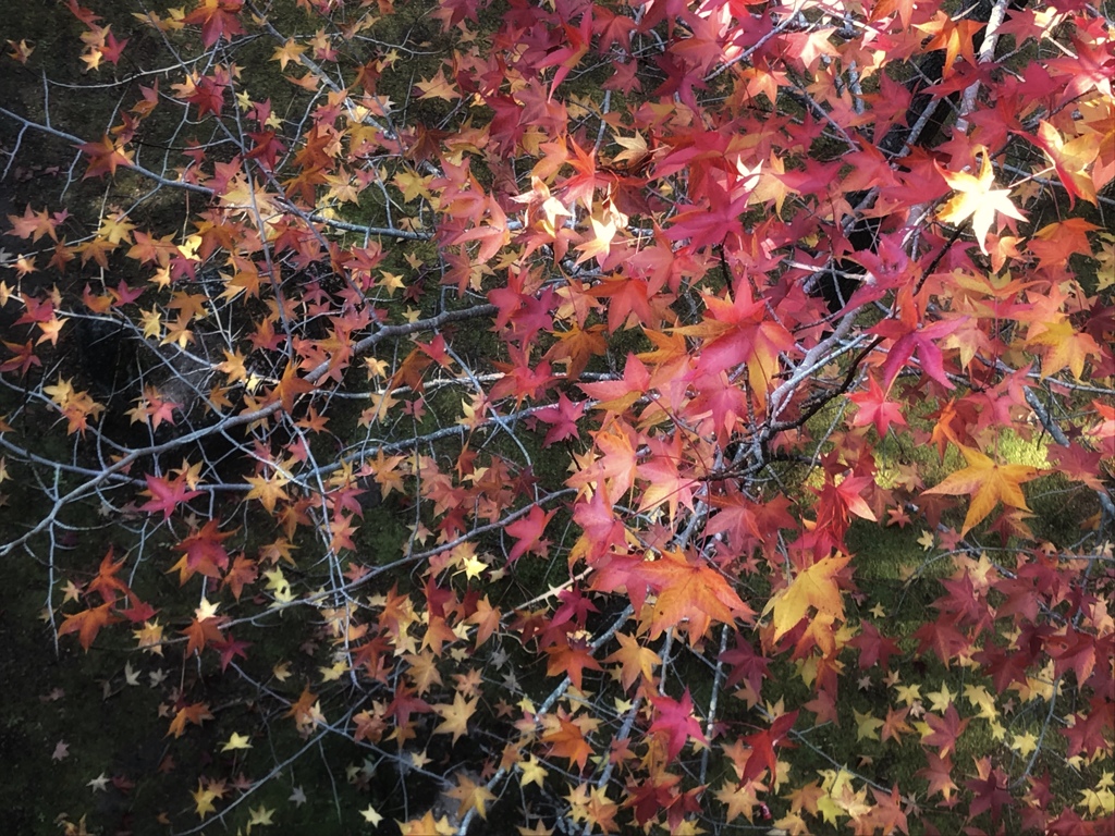 楓