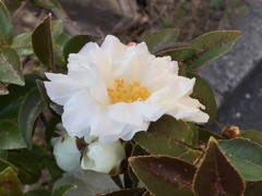 花びらがあふれそう…