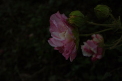 寒くなりました。