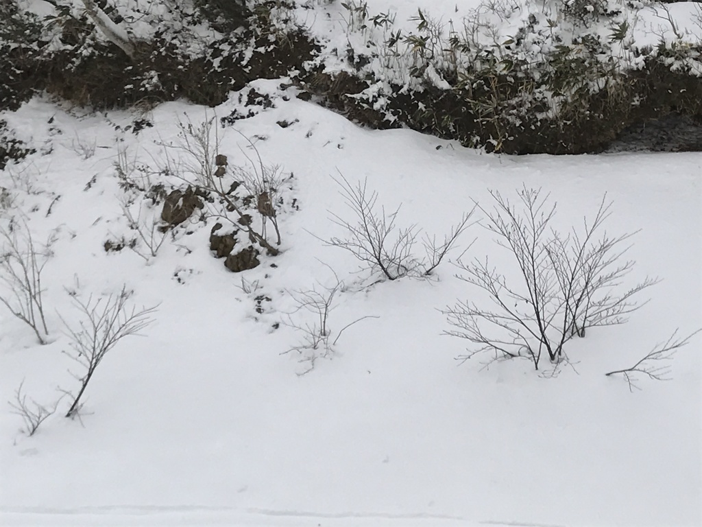 雪の中で