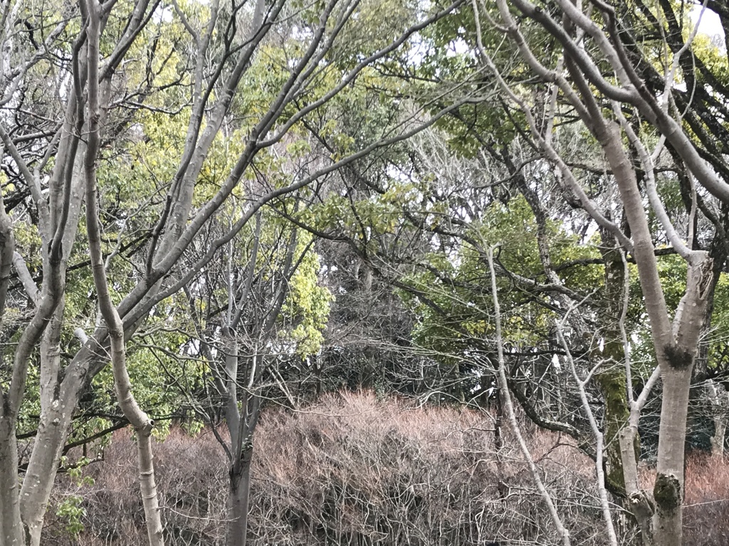 細やかな枝の集まり