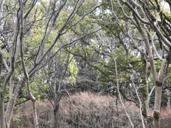細やかな枝の集まり