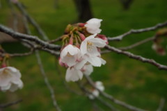 桜