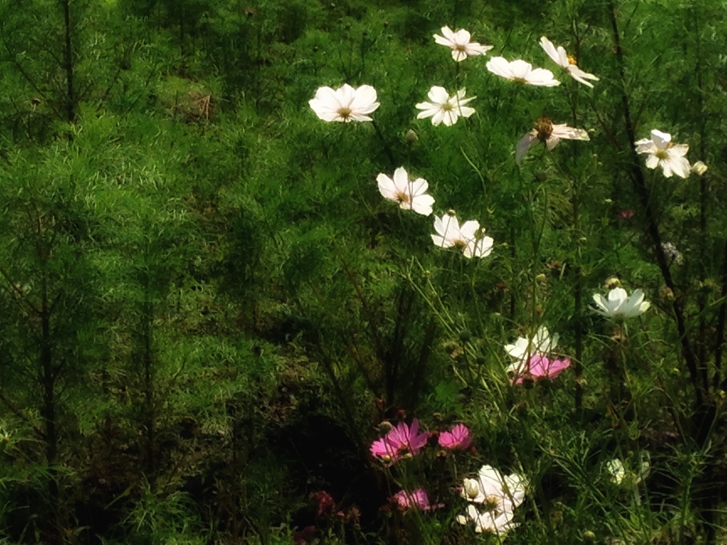 秋桜